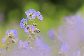 Cranesbill (Geranium wallichianum), Geraniaceae, Göggingen, Baden-Württemberg, Germany, Europe