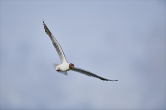 Black-headed gull (Chroicocephalus ridibundus) flying, flying, Camargue, France, Europe