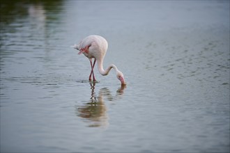 Greater Flamingo (Phoenicopterus roseus) walking in the water, Parc Naturel Regional de Camargue,