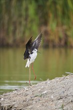 Black-winged stilt (Himantopus himantopus) landing at the waters edge, Camargue, France, Europe