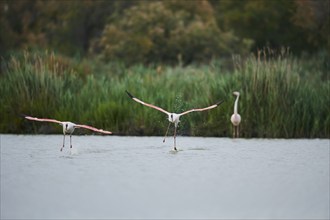 Greater Flamingos (Phoenicopterus roseus), starting from the water, Parc Naturel Regional de