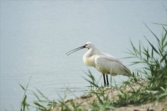 Eurasian spoonbill (Platalea leucorodia) standing in the water at the waters edge, Camargue,