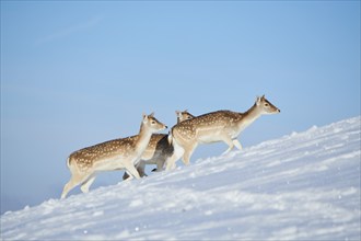 European fallow deer (Dama dama) does on a snowy meadow in the mountains in tirol, Kitzbühel,