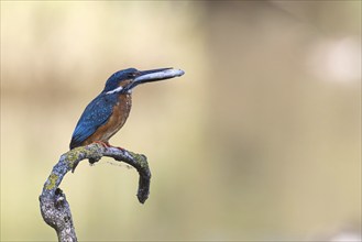 Kingfisher with prey for the offspring in its beak, Europe, Austria, Upper Austria, Europe