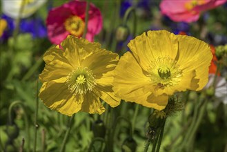 Yellow garden poppy (Papaver), Emmendingen city garden, Baden-Württemberg, Germany, Europe