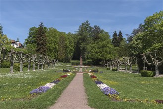 City garden with plane tree avenue (Platanus), Emmendingen, Baden-Württemberf, Germany, Europe