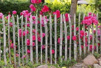 Blooming red roses (Rosa) behind picket fence in cottage garden, rose blossom, Schleswig-Holstein,