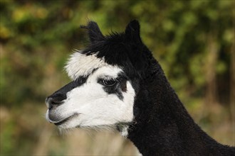 Alpaca (Vicugna pacos), animal portrait, Germany, Europe