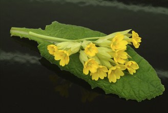 Common cowslip (Primula officinalis), cowslip, apothecary primrose, medicinal plant, flowers