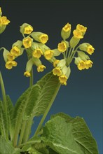 Common cowslip (Primula officinalis), cowslip, apothecary primrose, medicinal plant, flowers