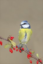 Blue Tit (Parus caeruleus) on Green Barberry (Berberis thunbergii) with red berries in autumn,