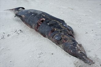 Sowerby's beaked whale (Mesoplodon bidens), North Sea beaked whale, flipper, found dead in the