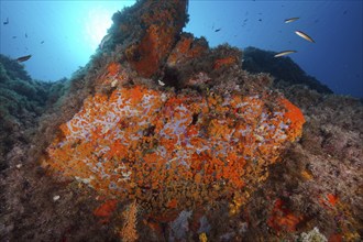 Yellow cluster anemone (Parazoanthus axinellae) and orange upholstery sponge (Reniera fulva) in the