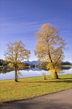 Linden trees (Tilia) at Forggensee near Füssen, Allgäu Alps, Allgäu, Bavaria, Germany, Europe