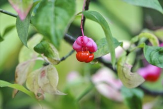 European spindle (Euonymus europaeus), October, Germany, Europe