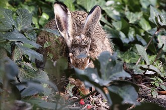 European hare (Lepus europaeus), autumn, Germany, Europe