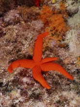 Mediterranean red sea star (Echinaster sepositus) in the Mediterranean Sea near Hyères. Dive site