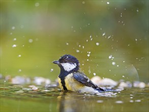 Great tit (Parus major), adult bird standing in shallow water and bathing, Solms, Hesse, Germany,