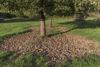 Fallen apples under an apple tree (Malus) in a meadow orchard, Bavaria, Germany, Europe