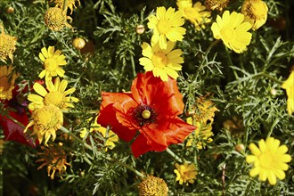 Spring meadow, poppy (Papaver frumentum), close-up, macro, near Valdichiesa, Salina, Aeolian