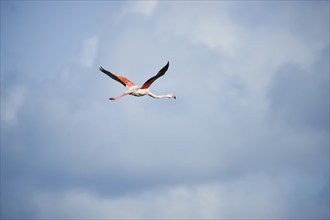 Greater Flamingo (Phoenicopterus roseus), flying in the sky, Parc Naturel Regional de Camargue,