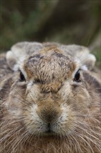 European brown hare (Lepus europaeus) adult animal head portrait, Suffolk, England, United Kingdom,