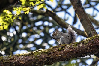 Eurasian red squirrel (Sciurus vulgaris) sitting hidden on branch in tree, eating, view from below,