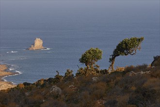 Morning light, bushes bent by the wind, rocky needle in the morning light, blue sea, Machia,