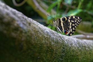 Butterfly on a stem, citrus swallowtail (Papilio demodocus), distribution Afrotropical faunal