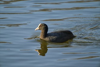 Common coot (Fulica atra), swimming in the lake, Bavaria, Germany, Europe