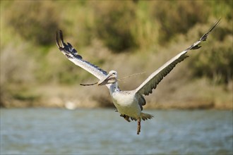 Great white pelican (Pelecanus onocrotalus) starting from the sea, France, Europe