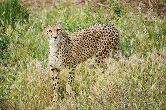 Cheetah (Acinonyx jubatus), walking, captive, distribution africa