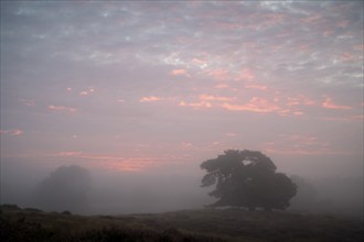 Single pine tree in front of sunrise, with flowering heath, Westruper Heide, Haltern, North