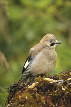 Eurasian jay (Garrulus glandarius) at summer feeding, Allgäu, Bavaria, Germany, Europe