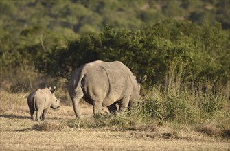 Rhino with offspring in Africa, Kenya, Africa