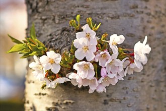 Flowers of japanese 'Somei Yoshino' cherry blossom tree growing from trunk