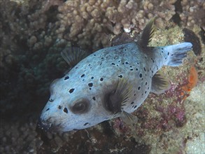 Blackspotted puffer (Arothron nigropunctatus), Sodwana Bay National Park dive site, Maputaland