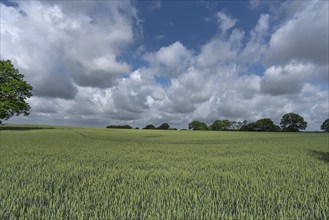 Unripe wheat (Triticum aestivum), cloudy sky, Mecklenburg-Western Pomerania, Germany, Europe