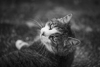 European shorthaired felidae (Felis catus), mackerel coat, looking at the camera, Lower Austria,