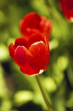 Red tulip (Tulipa), water drop, close-up, Lower Austria, Austria, Europe