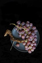 Red grape vine (Vitis vinifera) with corkscrew against a dark background