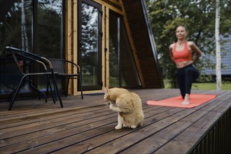 Cute cat washes up on wooden terrace where a woman doing stretching exercises (focus on foreground)