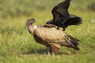 Griffon Vulture (Gyps fulvus) and Common Raven (Corvus corax) on the luder, Common Raven teases a