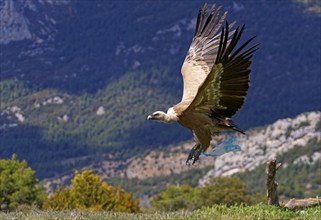 Griffon vulture (Gyps fulvus) with plastic bag, flight, Pyrenees, Catalonia, Spain, Europe