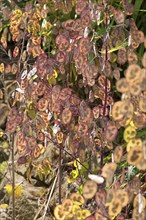 Autumn annual honesty (Lunaria), Bavaria, Germany, Europe