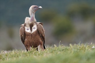 Griffon vulture (Gyps fulvus), portrait, Pyrenees, Catalonia, Spain, Europe