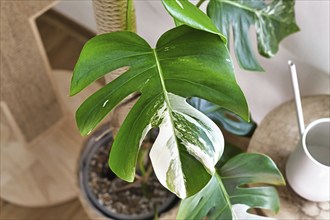 Leaf of tropical 'Monstera Deliciosa Variegata' houseplant with white spots