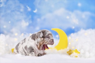 Yawning French Bulldog dog puppy between fluffy clouds with moon and stars