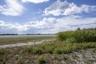 Heavily dried-up Zicksee, Lake Neusiedl-Seewinkel National Park, Burgenland, Austria, Europe