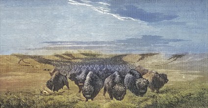 Large herd of bison on the Missouri prairie, 1869, America, Historic, digitally restored